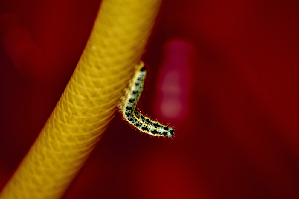 macro photography of green and black caterpillar on beige hose