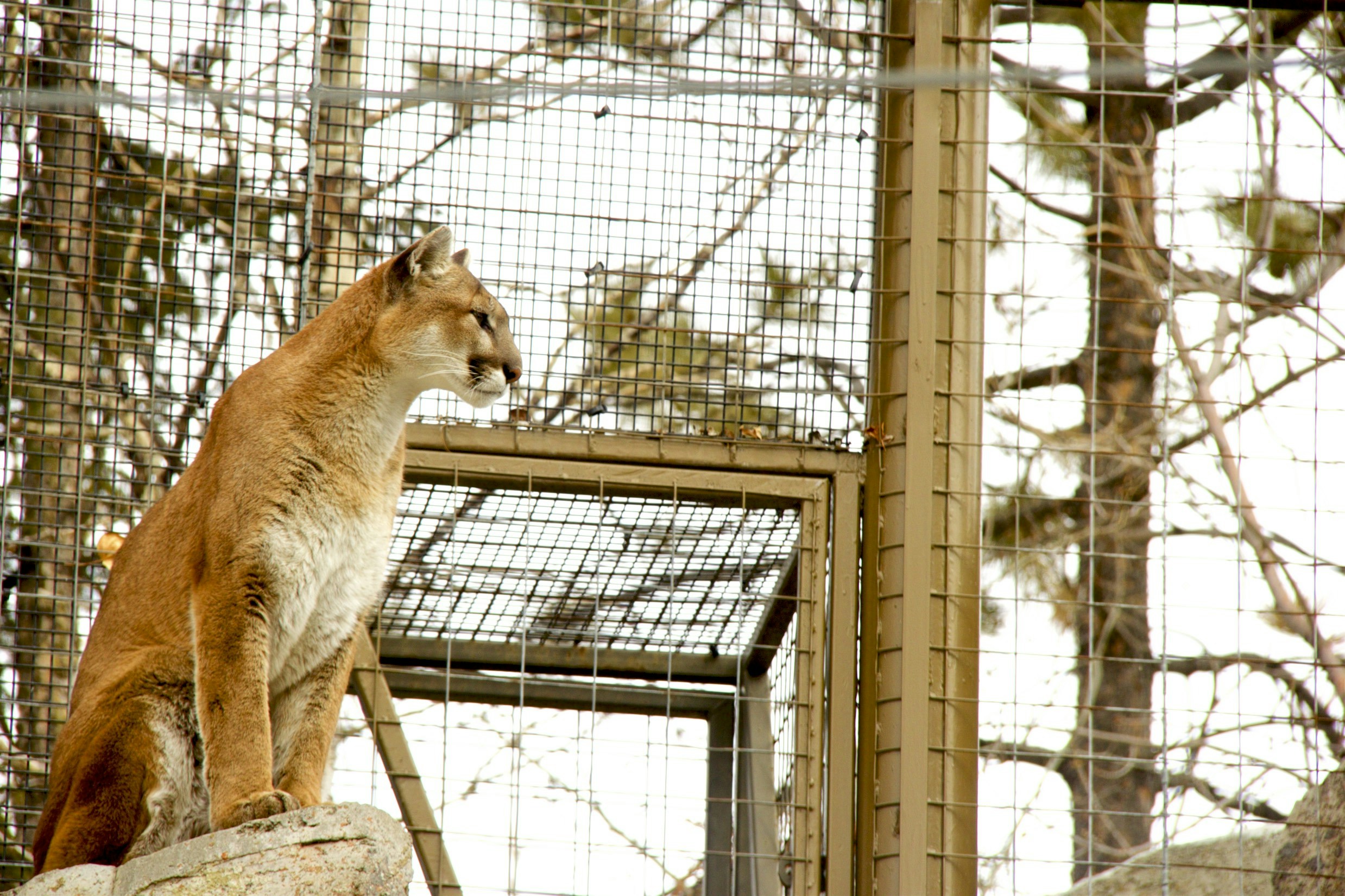Unsplashの無料カルガリー動物園写真