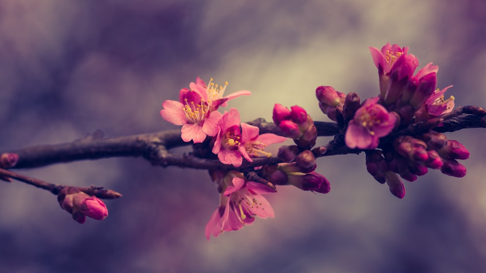 flor cor-de-rosa no stel marrom