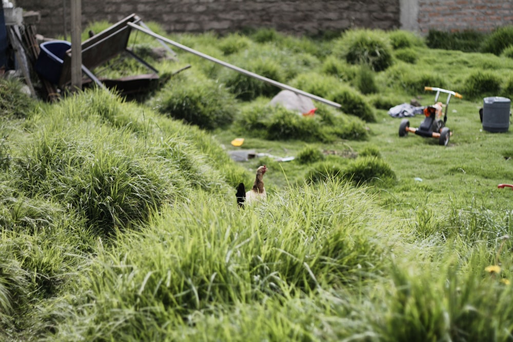 chicken on grass lawn