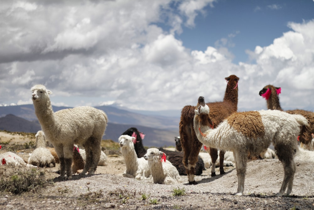 branco di alpaca durante il giorno