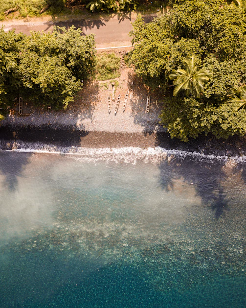 aerial photography of green plants near seashore