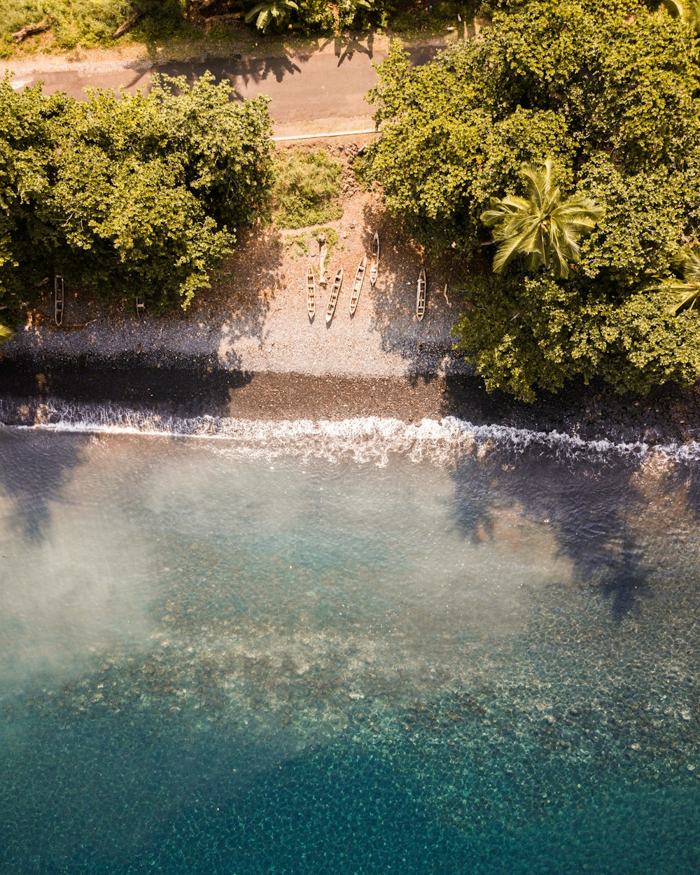 aerial photography of green plants near seashore