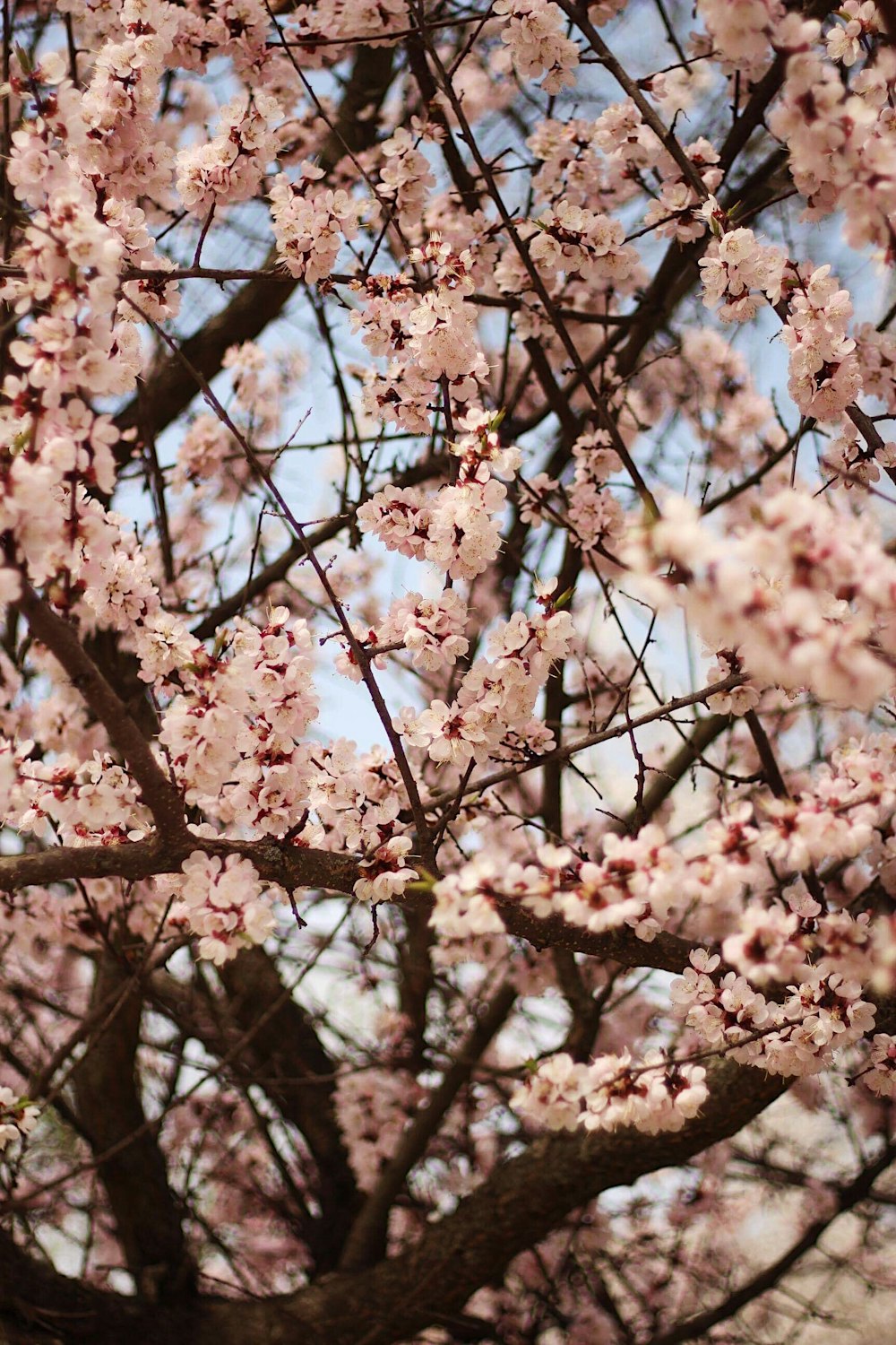 selective focus photography of white petaled flower tree