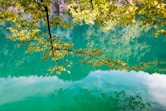 green leafed tree above body of water