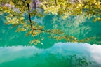 green leafed tree above body of water