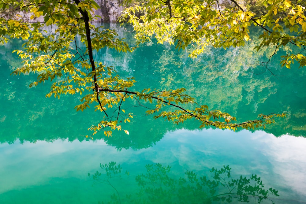 水域の上の緑の葉の木