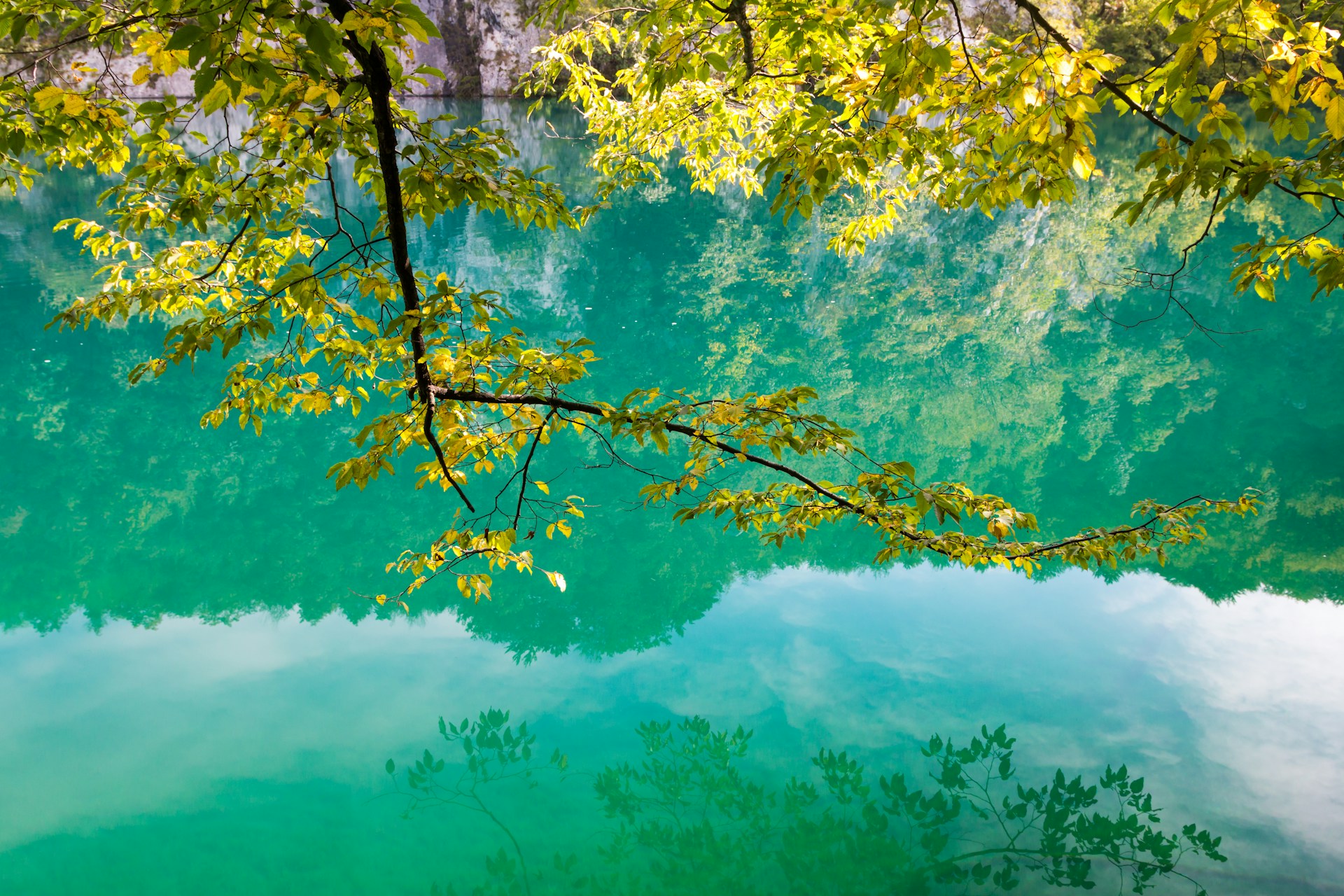 green leafed tree above body of water
