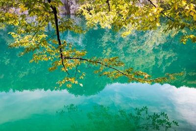 green leafed tree above body of water serene zoom background