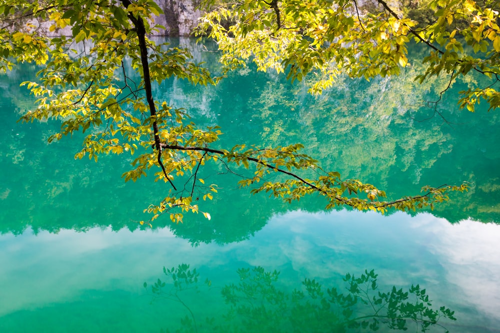 arbre à feuilles vertes au-dessus du plan d’eau