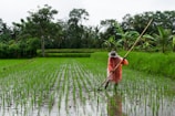 man holding bamboo stick on rice field during daytime
