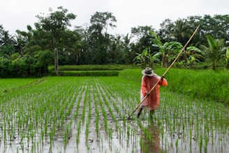 man holding bamboo stick on rice field during daytime