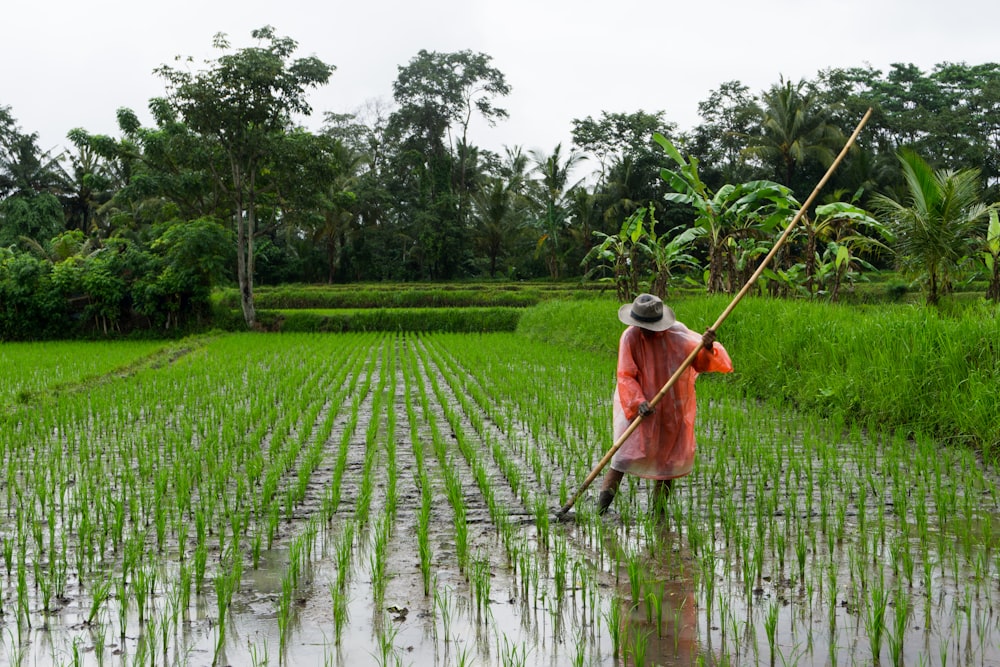 Mann mit Bambusstock auf Reisfeld während des Tages