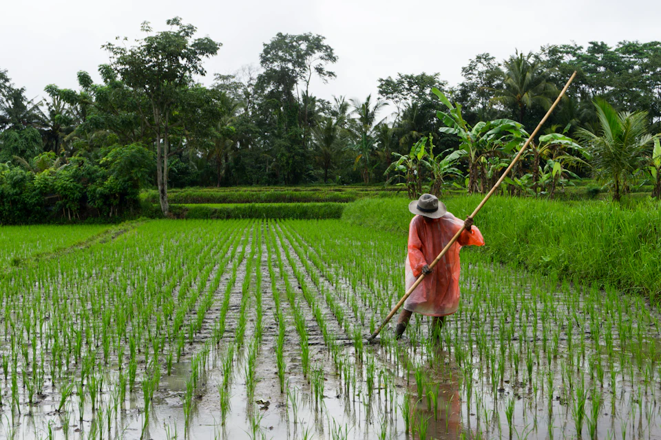 A farmer in a wide hat working a flooded rice field near Ubud on a grey, rainy day, with palms behind