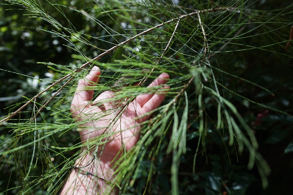 person touching green leafed plant