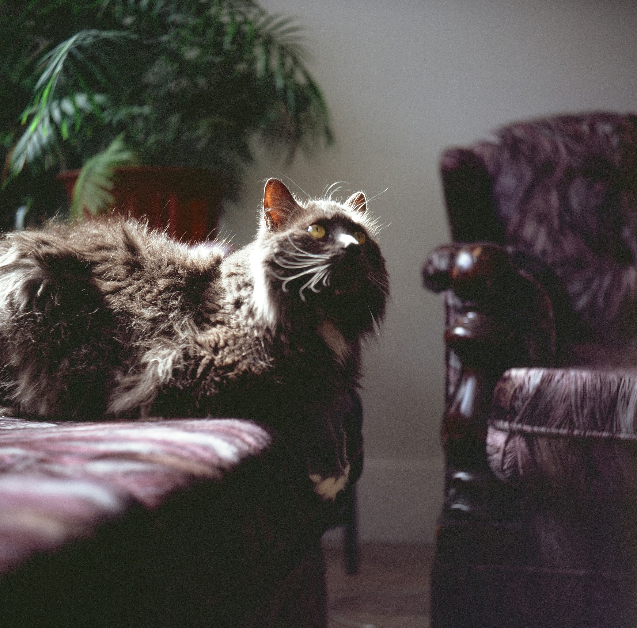 妖猫传免费观看完整版，妖猫传免费观看完整版电影