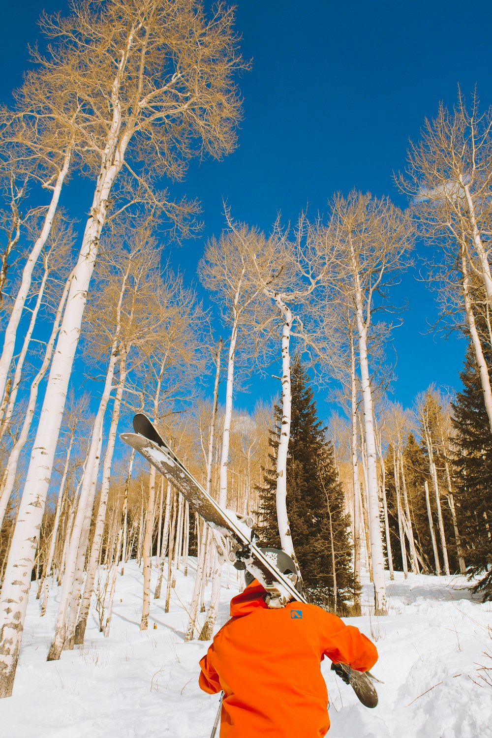 person standing near tall trees