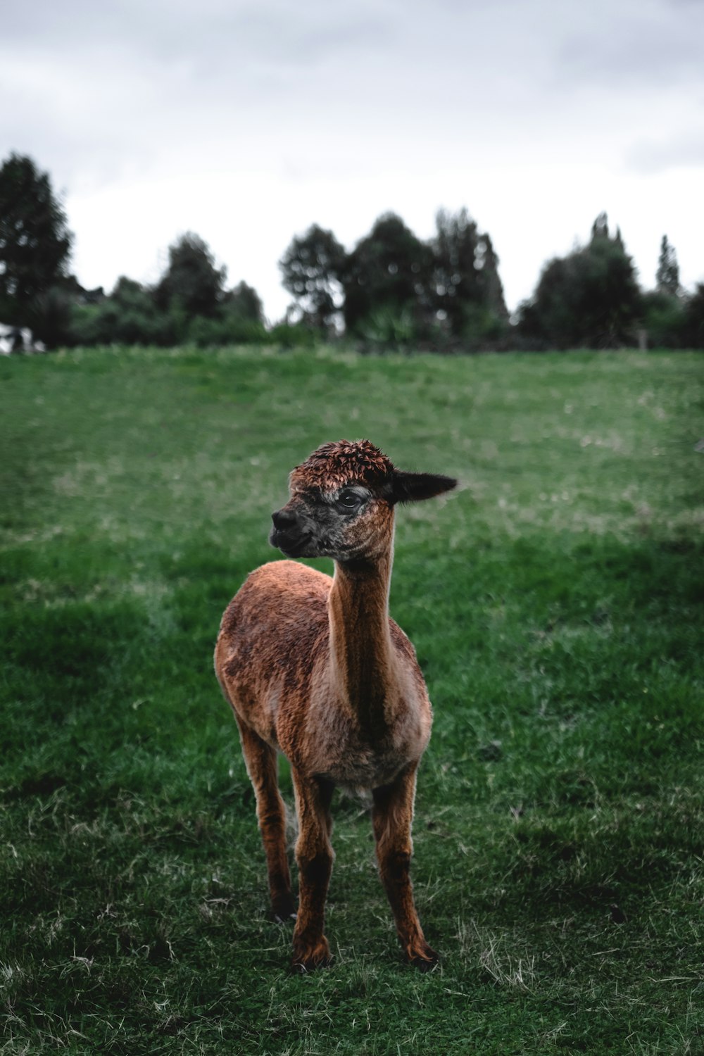 brown lamb on meadow