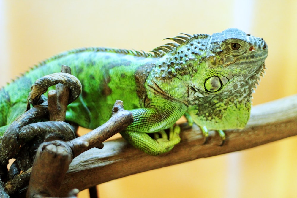 iguana on stick