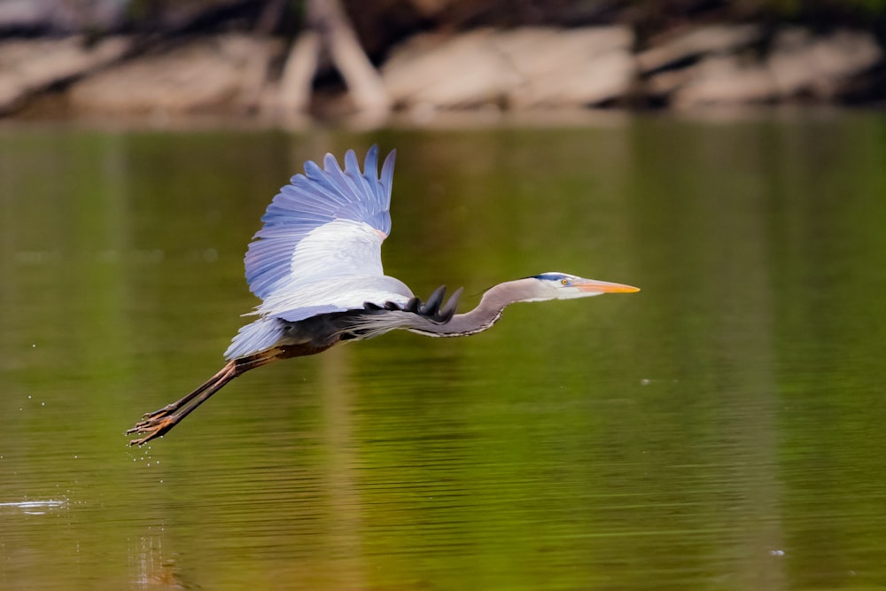 white and blue bird on body of water