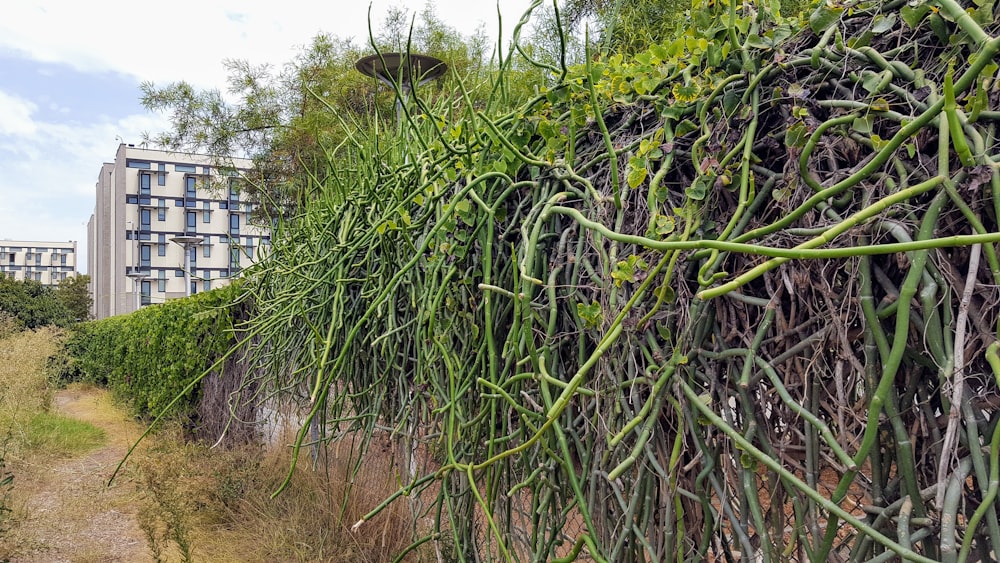 grüne Weinrebe pflanzt Rebe auf brauner Betonwand