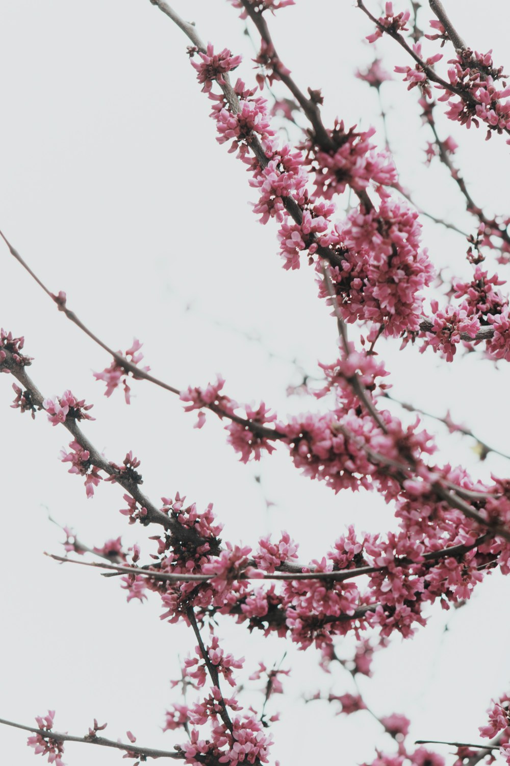 árbol de flores de cerezo rosa