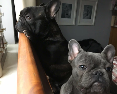 A proud French Bulldog mom gently watching over her adorable litter in a cozy indoor pen.