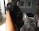 Two French bulldogs are indoors. One is resting its paws on a wooden surface while looking intently out of what appears to be a window. The other dog is sitting nearby, gazing directly at the camera. The room contains two framed pictures on the wall and there is a soft focus on the surroundings.