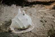 A detailed shell illustration resting on a sandy shore background.