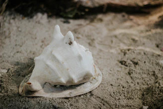 A detailed shell illustration resting on a sandy shore background.