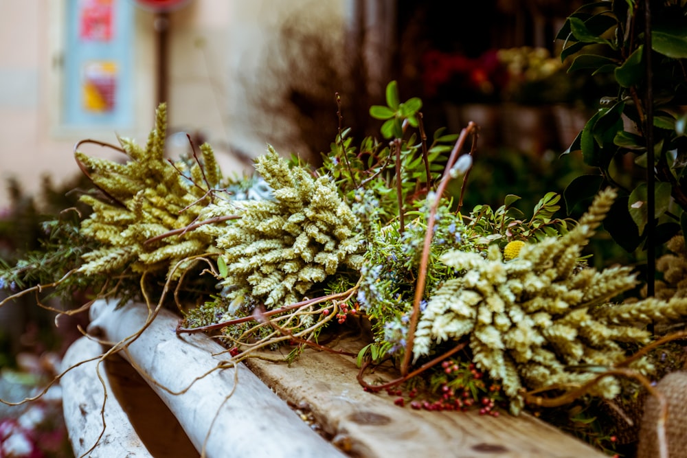 Plantas verdes en estante de madera