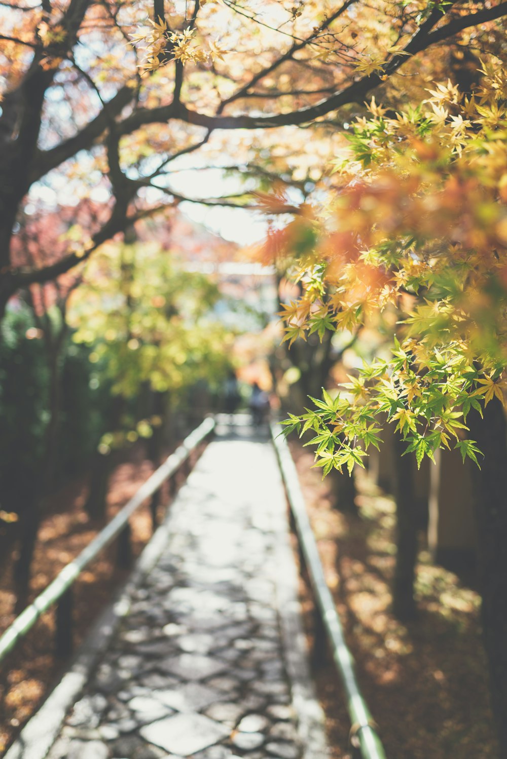 green leafed trees