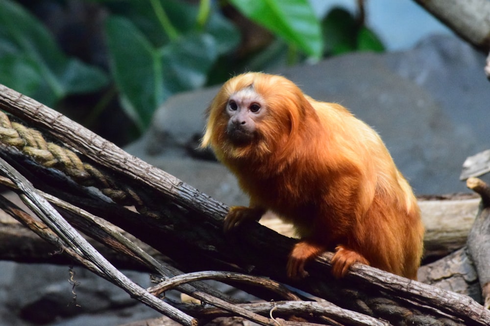 brown monkey on tree branch