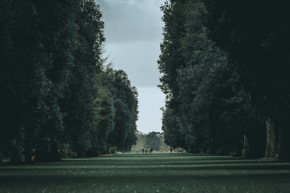 Fotografía de bosque