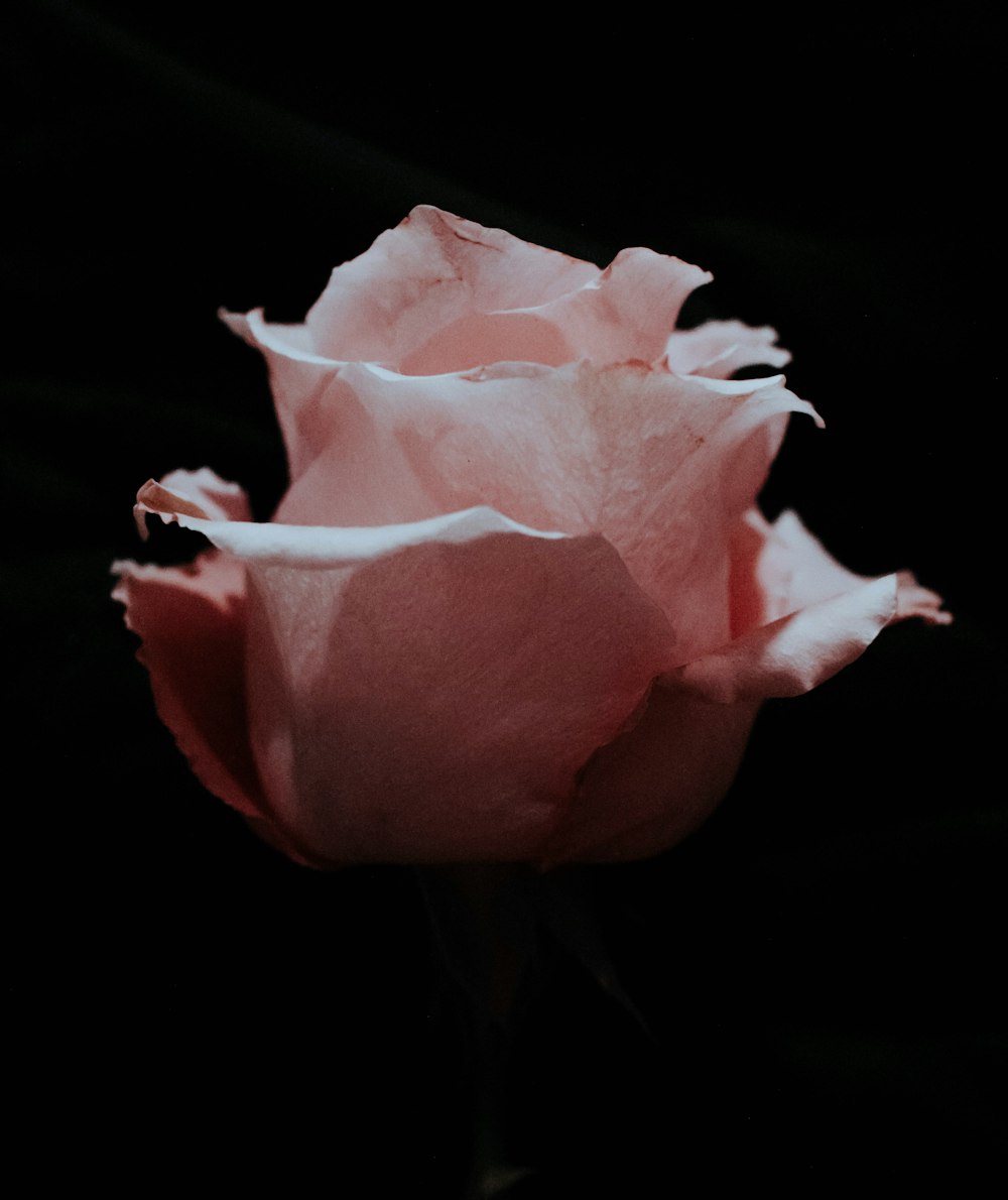 photo of blooming pink rose