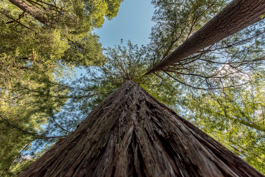 Redwood Trees of Redwood National Forest