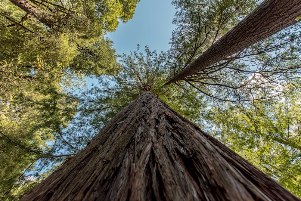 low angle photography of tree under blue sky