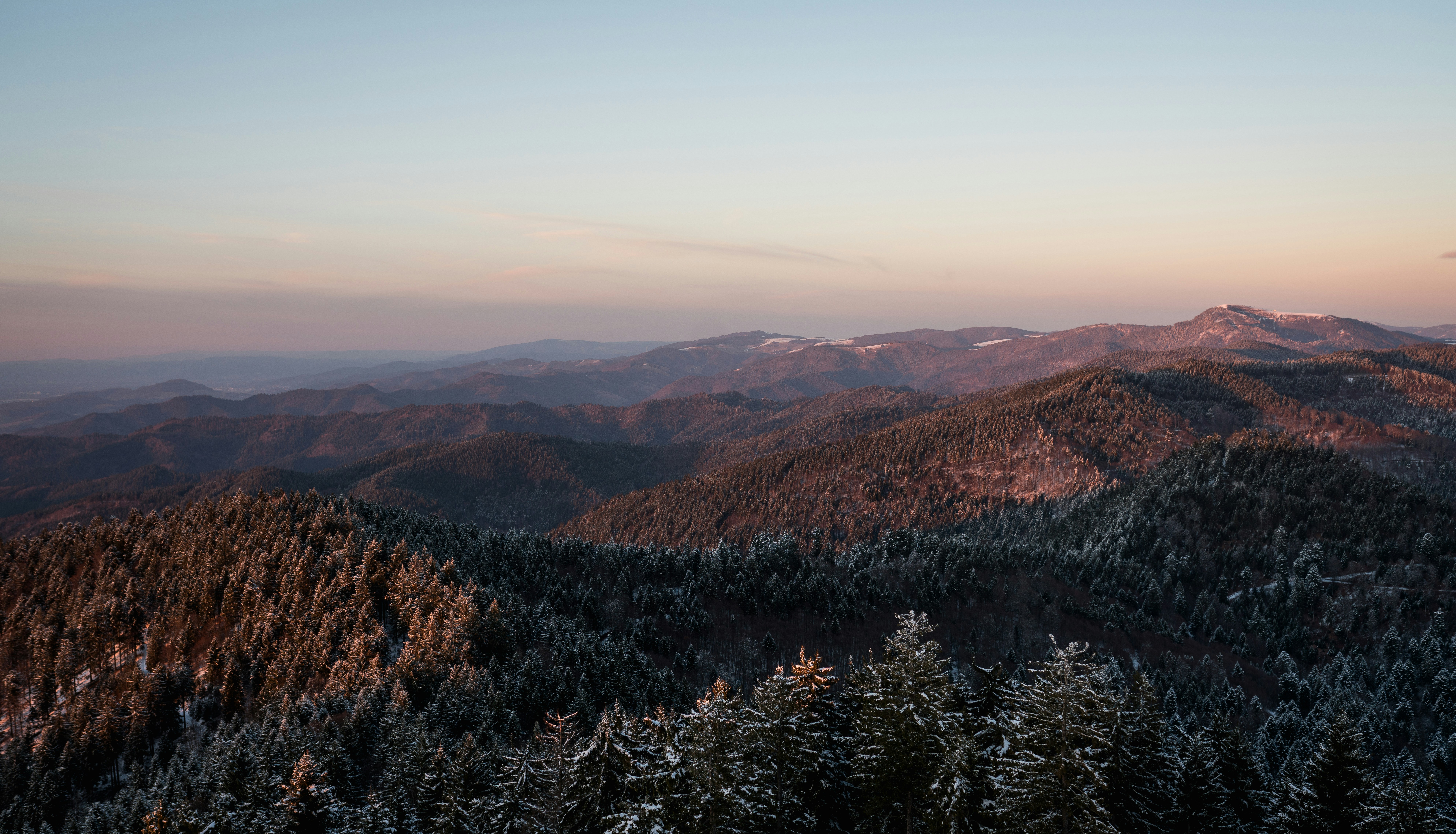 Photo of Black Forest