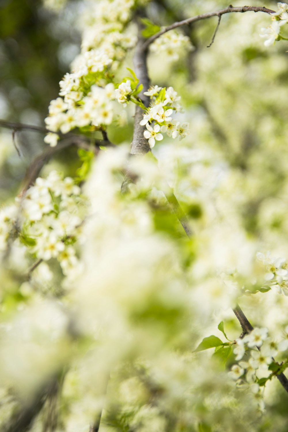 Fotografía macro de flores blancas