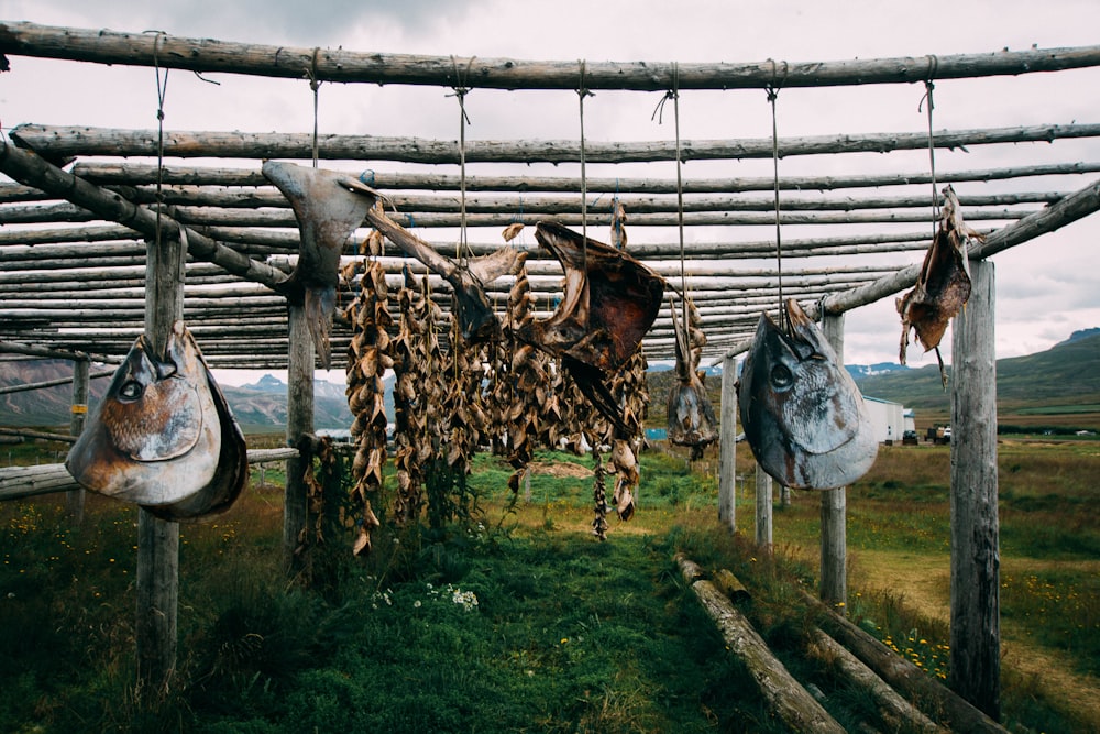 fish heads hanging from pergola