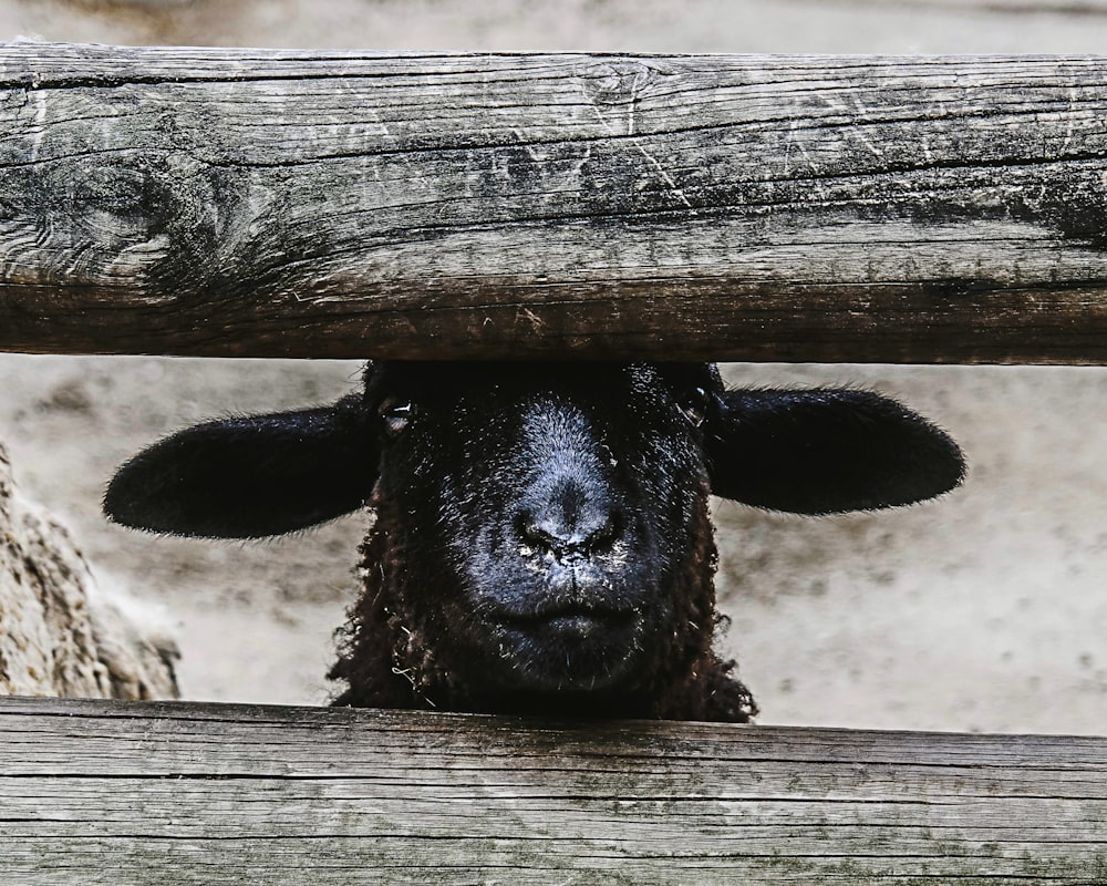 Ovelha negra