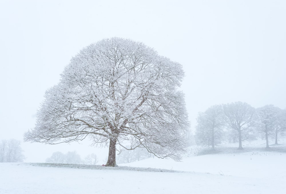 white and brown tree illustation