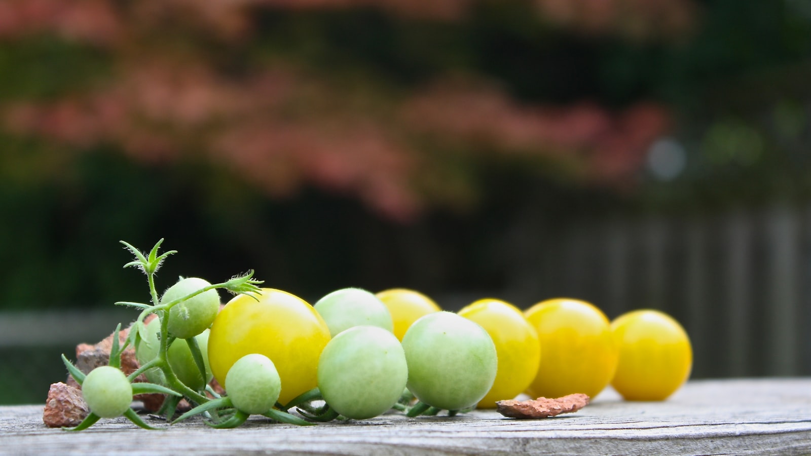 Best Time to Plant Tomatoes in Rhode Island