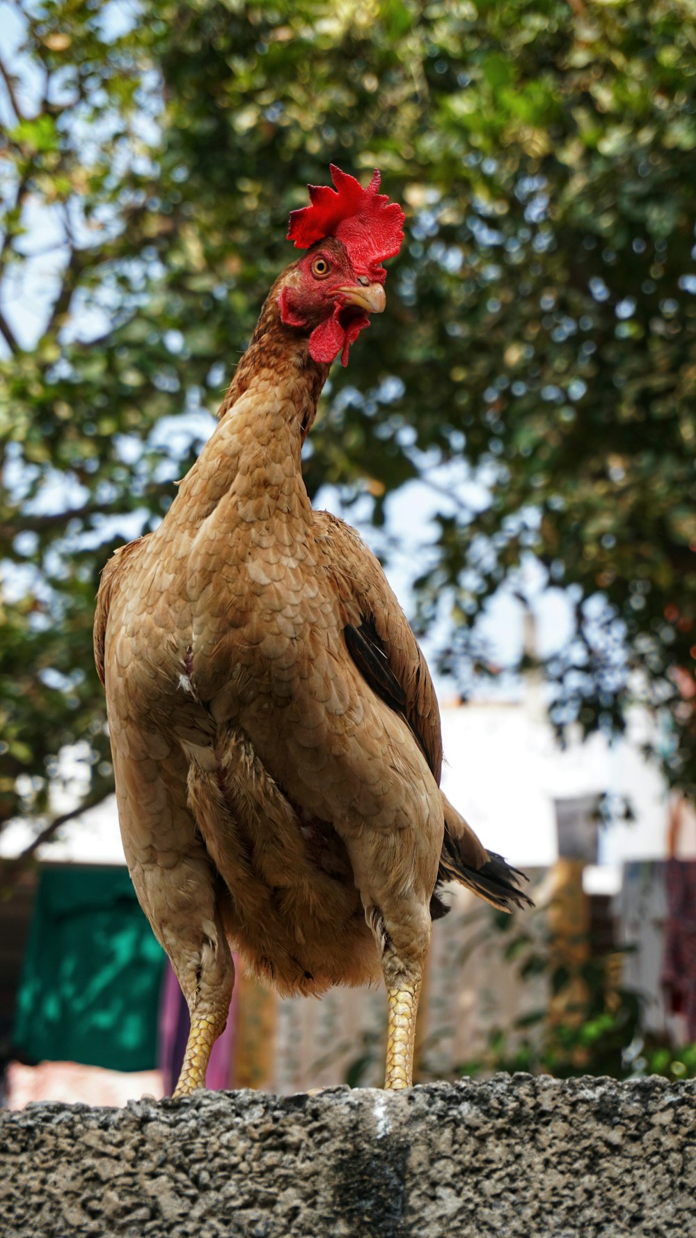 shallow focus photography of brown hen