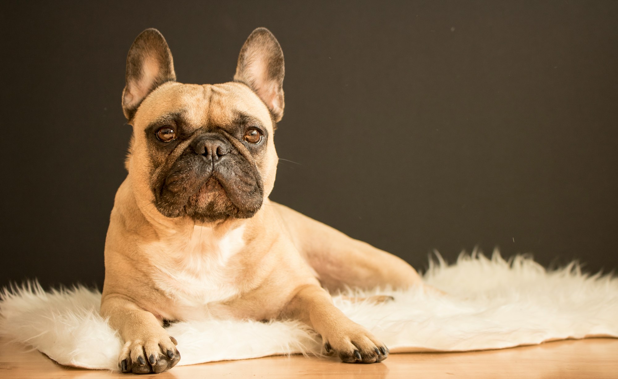 French Bulldog posing on a fur rug