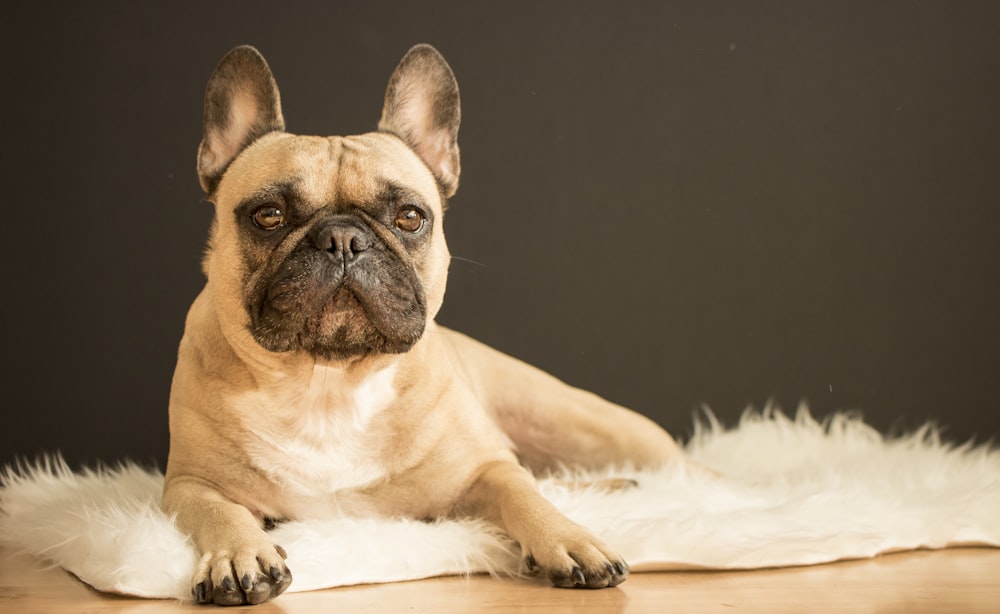 brown and black French bulldog lying on white fur area rug