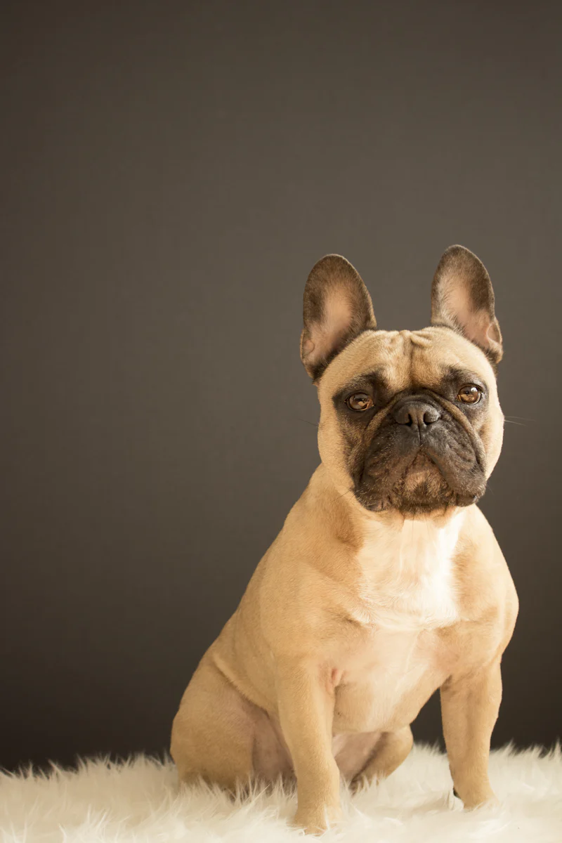 Stüdyo ortamında dik duran geniş bat kulaklarıyla kameraya kararlı ve sabit bir ifadeyle bakan krem-fawn tonlarında Fransız Bulldog