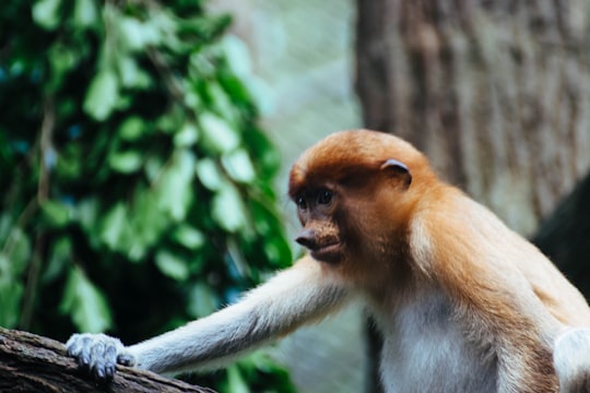 orange and white monkey on tree in Singapore Zoo Singapore