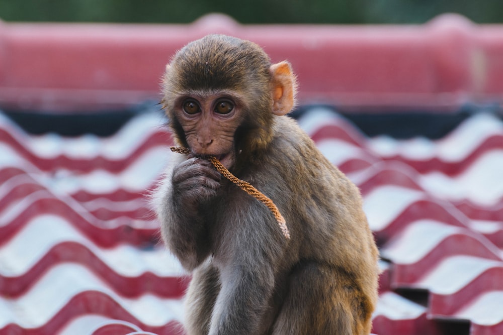 brown primate