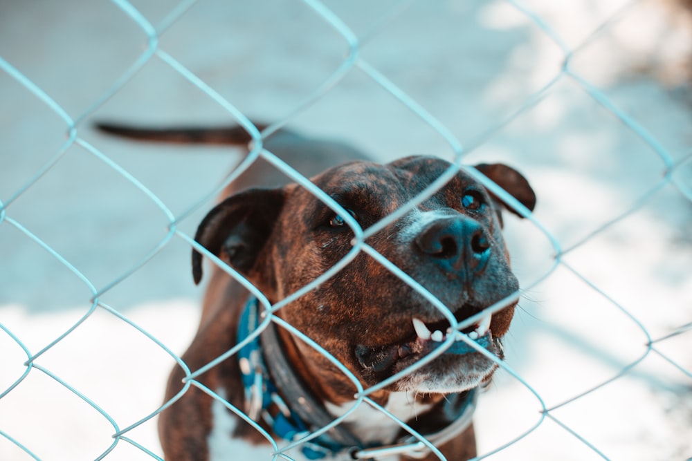 brown dog behind gray fence during daytime